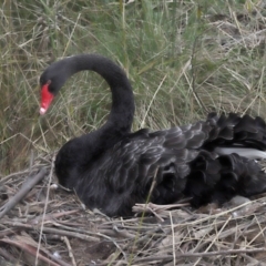 Cygnus atratus at Paddys River, ACT - 10 May 2022