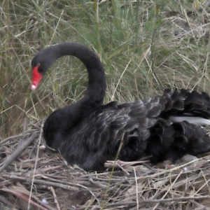 Cygnus atratus at Paddys River, ACT - 10 May 2022