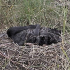 Cygnus atratus at Paddys River, ACT - 10 May 2022