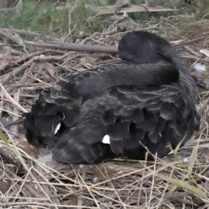 Cygnus atratus at Paddys River, ACT - 10 May 2022