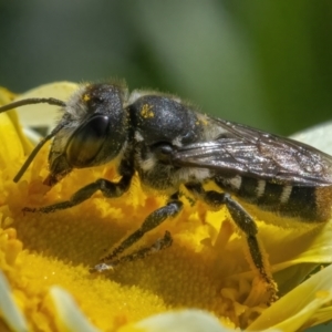 Megachile (Hackeriapis) oblonga at Googong, NSW - 9 May 2022