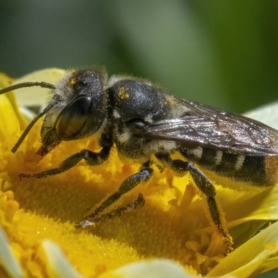 Megachile (Hackeriapis) oblonga (A Megachild bee) at QPRC LGA - 9 May 2022 by WHall