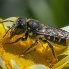 Megachile (Hackeriapis) oblonga (A Megachild bee) at Googong, NSW - 9 May 2022 by WHall