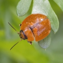 Paropsisterna cloelia (Eucalyptus variegated beetle) at Googong, NSW - 9 May 2022 by WHall