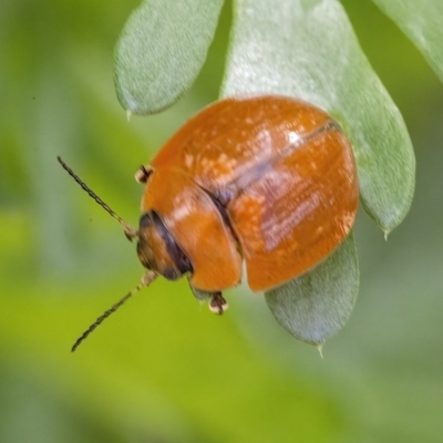 Paropsisterna cloelia (Eucalyptus variegated beetle) at Googong, NSW - 9 May 2022 by WHall