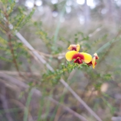 Dillwynia phylicoides (A Parrot-pea) at Black Mountain - 7 May 2022 by MatthewFrawley