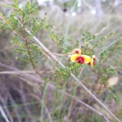 Dillwynia phylicoides at Acton, ACT - 7 May 2022