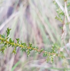 Dillwynia phylicoides at Acton, ACT - 7 May 2022 02:32 PM