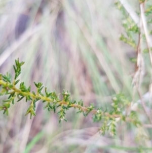 Dillwynia phylicoides at Acton, ACT - 7 May 2022 02:32 PM