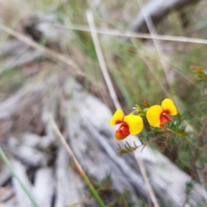 Dillwynia phylicoides at Acton, ACT - 7 May 2022