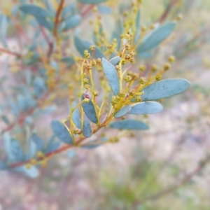 Acacia buxifolia subsp. buxifolia at Acton, ACT - 7 May 2022 02:38 PM