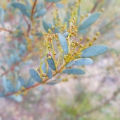 Acacia buxifolia subsp. buxifolia (Box-leaf Wattle) at Acton, ACT - 7 May 2022 by MatthewFrawley