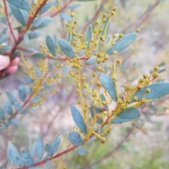 Acacia buxifolia subsp. buxifolia at Acton, ACT - 7 May 2022