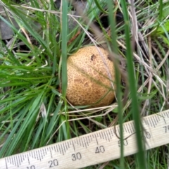 Scleroderma sp. (TBC) at Cooma, NSW - 10 May 2022 by mahargiani