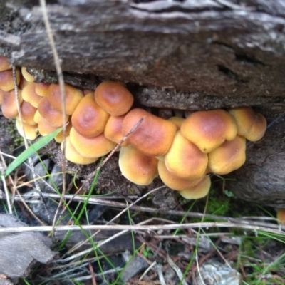 Hypholoma sp. (Hypholoma) at Cooma North Ridge Reserve - 10 May 2022 by mahargiani