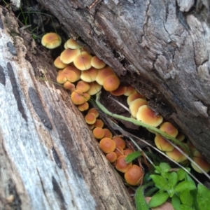 Hypholoma sp. at Cooma, NSW - 10 May 2022