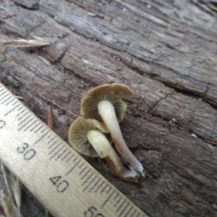 Hypholoma sp. at Cooma, NSW - 10 May 2022 03:11 PM