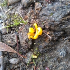 Clavulinopsis amoena (Yellow club) at Cooma North Ridge Reserve - 10 May 2022 by mahargiani
