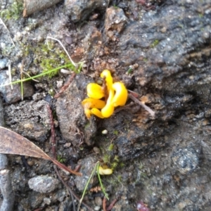 Clavulinopsis amoena at Cooma, NSW - 10 May 2022