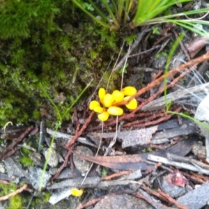 Clavulinopsis amoena at Cooma, NSW - 10 May 2022