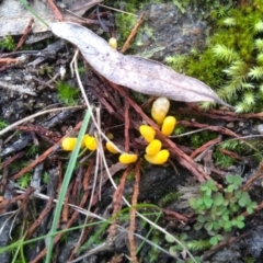 Clavulinopsis amoena at Cooma, NSW - 10 May 2022