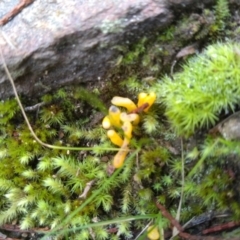 Clavulinopsis amoena at Cooma, NSW - 10 May 2022