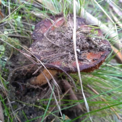 Gymnopilus sp. at Cooma, NSW - 10 May 2022 by mahargiani