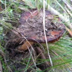 Gymnopilus sp. (TBC) at Cooma, NSW - 10 May 2022 by mahargiani
