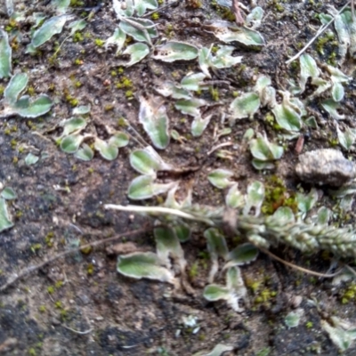 Riccia cartilaginosa (Liverwort) at Cooma North Ridge Reserve - 9 May 2022 by mahargiani