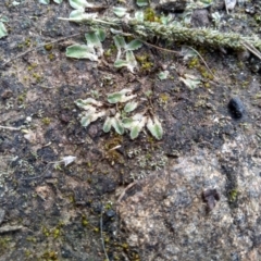 Riccia cartilaginosa at Cooma, NSW - 9 May 2022 02:03 PM