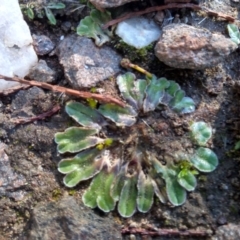 Riccia cartilaginosa (Liverwort) at Cooma, NSW - 9 May 2022 by mahargiani