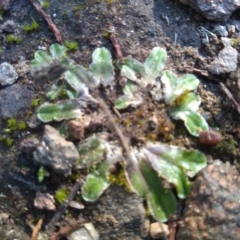 Riccia cartilaginosa at Cooma, NSW - 9 May 2022