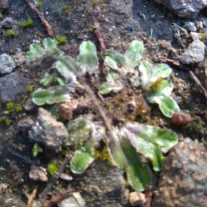 Riccia cartilaginosa at Cooma, NSW - 9 May 2022 02:20 PM