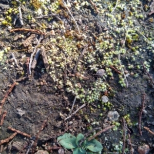 Gigaspermum repens at Cooma North Ridge Reserve - 9 May 2022