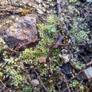 Gigaspermum repens at Cooma North Ridge Reserve - 9 May 2022