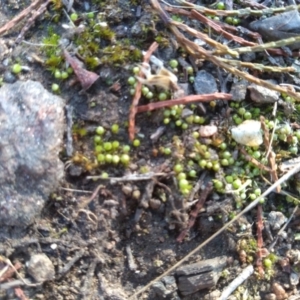 Gigaspermum repens at Cooma North Ridge Reserve - 9 May 2022