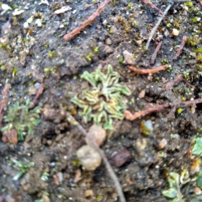 Riccia sorocarpa (Common Crystalwort) at Cooma North Ridge Reserve - 9 May 2022 by mahargiani