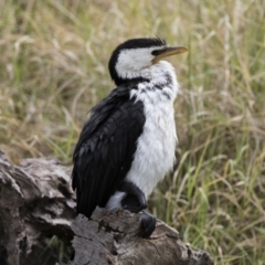 Microcarbo melanoleucos (Little Pied Cormorant) at Phillip, ACT - 10 May 2022 by AlisonMilton