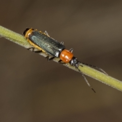 Chauliognathus lugubris (Plague Soldier Beetle) at Acton, ACT - 4 Feb 2022 by AlisonMilton