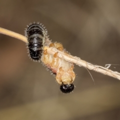 Perginae sp. (subfamily) (Unidentified pergine sawfly) at Acton, ACT - 4 Feb 2022 by AlisonMilton