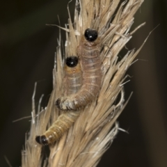 Perginae sp. (subfamily) at Acton, ACT - 4 Feb 2022