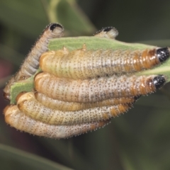 Perginae sp. (subfamily) at Acton, ACT - 4 Feb 2022