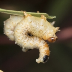 Perginae sp. (subfamily) at Acton, ACT - 4 Feb 2022