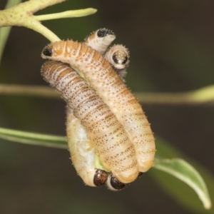 Perginae sp. (subfamily) at Acton, ACT - 4 Feb 2022