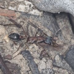 Myrmecia nigriceps (Black-headed bull ant) at Acton, ACT - 4 Feb 2022 by AlisonMilton