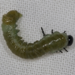 Zenarge turneri (Cypress pine sawfly) at Aranda, ACT - 5 May 2022 by AlisonMilton