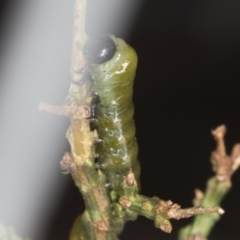 Zenarge turneri at Aranda, ACT - 5 May 2022