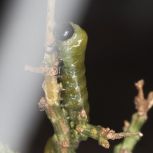 Zenarge turneri at Aranda, ACT - 5 May 2022