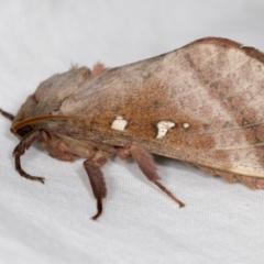 Oxycanus australis (Southern Oxycanus) at Higgins, ACT - 5 May 2022 by AlisonMilton