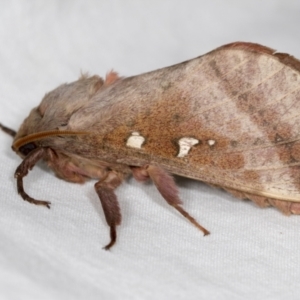 Oxycanus australis at Higgins, ACT - 5 May 2022